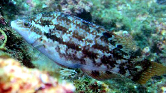 Symphodus bailloni_005